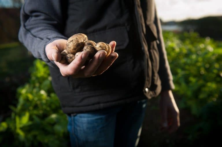 man holding a handful of potatoes